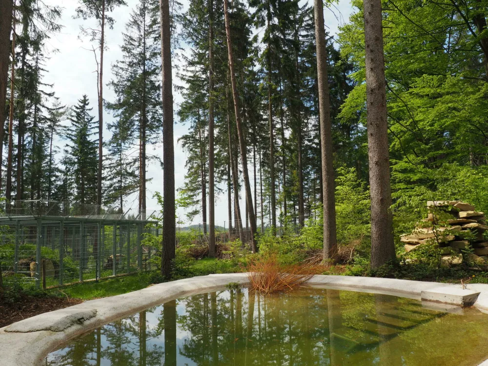 Novi dom kočevskega starča Felixa se pona&scaron;a s pravim gozdom in ribnikom. F FOUR PAWS