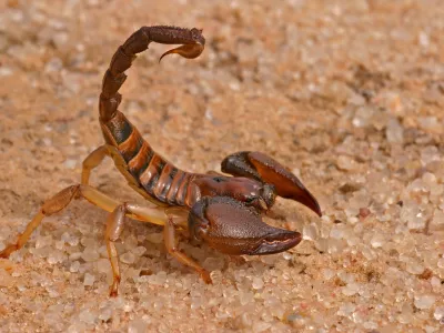 Aggressive scorpion (Opistophthalmus carinatus) in defensive position, Kalahari desert, South Africa