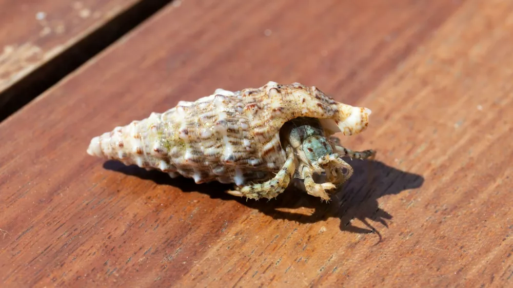 Oblasti &scaron;e niso ugotovile, zakaj so Kitajci sku&scaron;ali pretihotapiti ogromno količino rakov. Simbolična fotografija: Profimedia