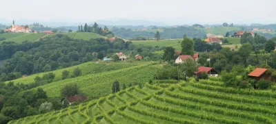 vinograd, Prlekija, Jeruzalem, trta. Foto: Tatjana Pihlar 