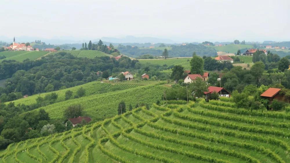 vinograd, Prlekija, Jeruzalem, trta. Foto: Tatjana Pihlar 