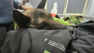 Lairy je bil vidno podhlajen in močno dehidriran, tudi desna noga je večkrat zlomljena. Foto: K9 iskanje pogre&scaron;anih