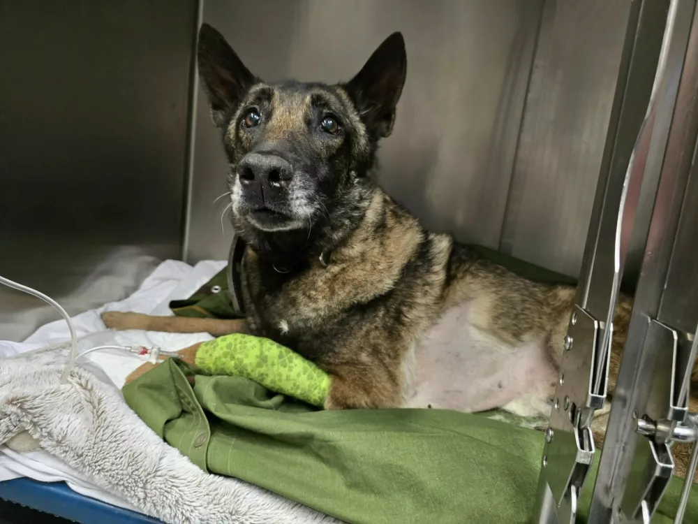 Lairy dobro okreva, danes ga na kliniki čaka &scaron;e rentgen. Foto: K9 iskanje pogre&scaron;anih