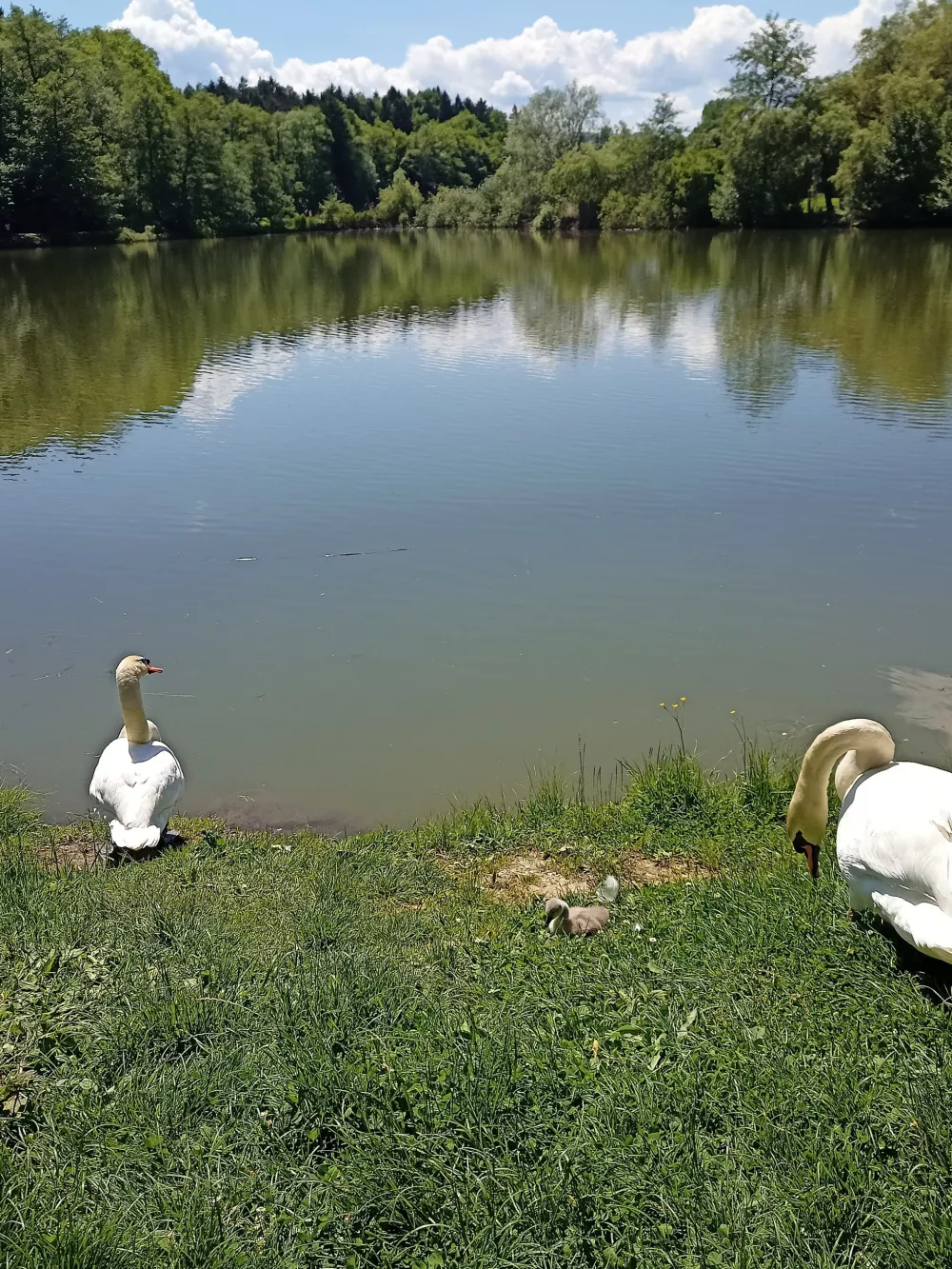 Laboda sta se razveselila nara&scaron;čaja.&nbsp;Foto: Nina Knaus