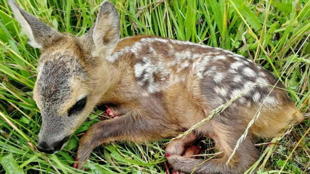 Foto: Lovska zveza Slovenije