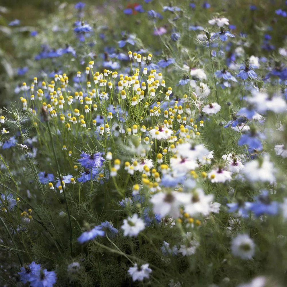 Razstava fotografinje Katje Goljat Gledala sem, kako trava raste v Galeriji MOL bo na ogled do konca maja. F Katja Goljat