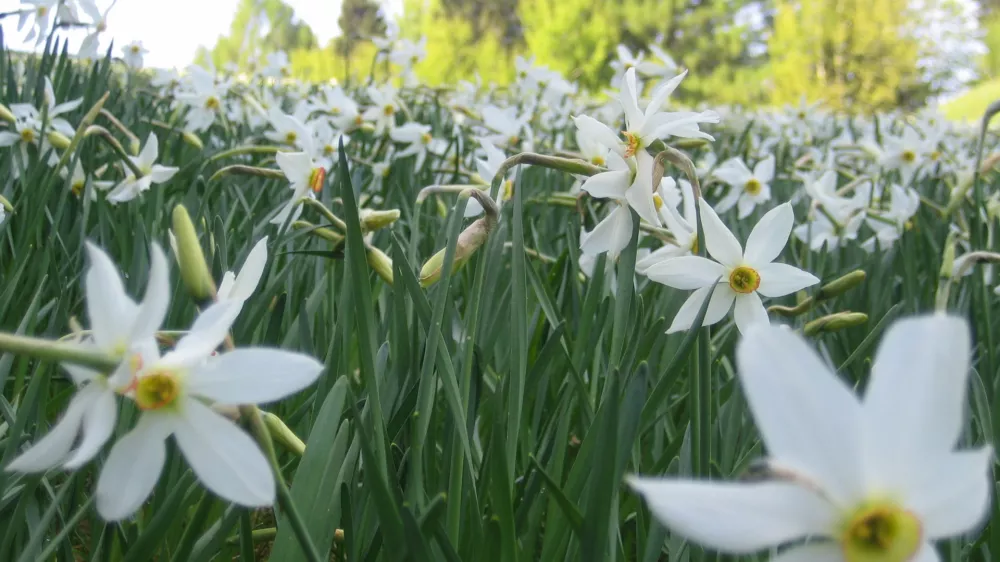 V vaseh nad Jesenicami so narcise v polnem razcvetu. Foto: Primož Knez