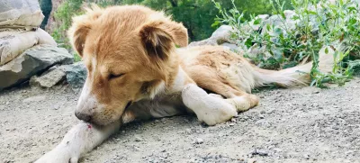 A poor injured dog keeps licking a bloody scar on his leg / Foto: Prospective56