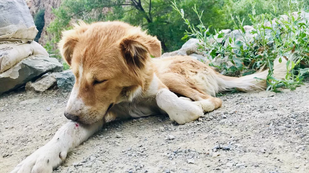 A poor injured dog keeps licking a bloody scar on his leg / Foto: Prospective56