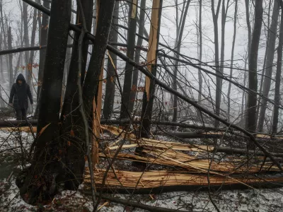 Stanje v gozdovih je bolj&scaron;e, kot so sprva kazali podatki iz gozdnih inventur za obdobje 2012&ndash;2018, je pojasnil Primož Simončič, raziskovalec na Gozdarskem in&scaron;titutu Slovenije, ki ga je v preteklosti tudi vodil. Fotografija je simbolična.
Foto: Luka Cjuha