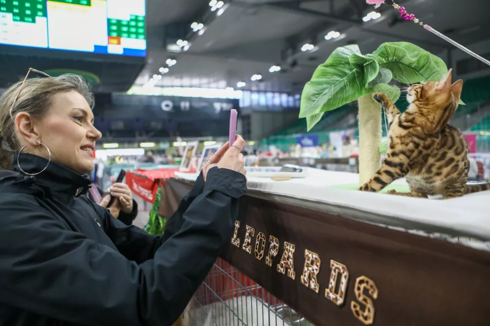 18.05.2025 - razstava mačk Hala tivoliFoto: Luka Cjuha