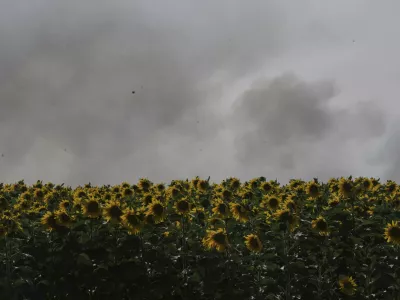Smoke rises following an Israeli army airstrike in northern Gaza Strip, seen behind a sunflower field in southern Israel, Friday, May 16, 2025. (AP Photo/Maya Alleruzzo)