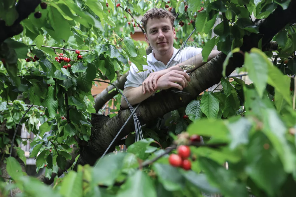 - 16.05.2025 - Domačija Zarova, vinogradni&scaron;tvo, sadjarstvo, če&scaron;nje//FOTO: Jaka Gasar