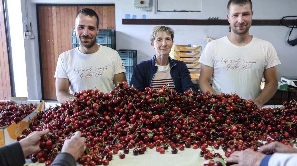- 16.05.2025 - Domačija Bizjak, vinogradni&scaron;tvo, sadjarstvo, če&scaron;nje//FOTO: Jaka Gasar