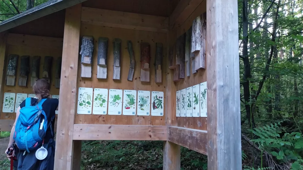 Na zadnji točki pohodnike čakajo vpra&scaron;anja na temo dreves.&nbsp;Foto: Vesna Levičnik