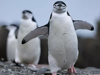 Pingvini in njih skrivnosti / Foto: National Geographic