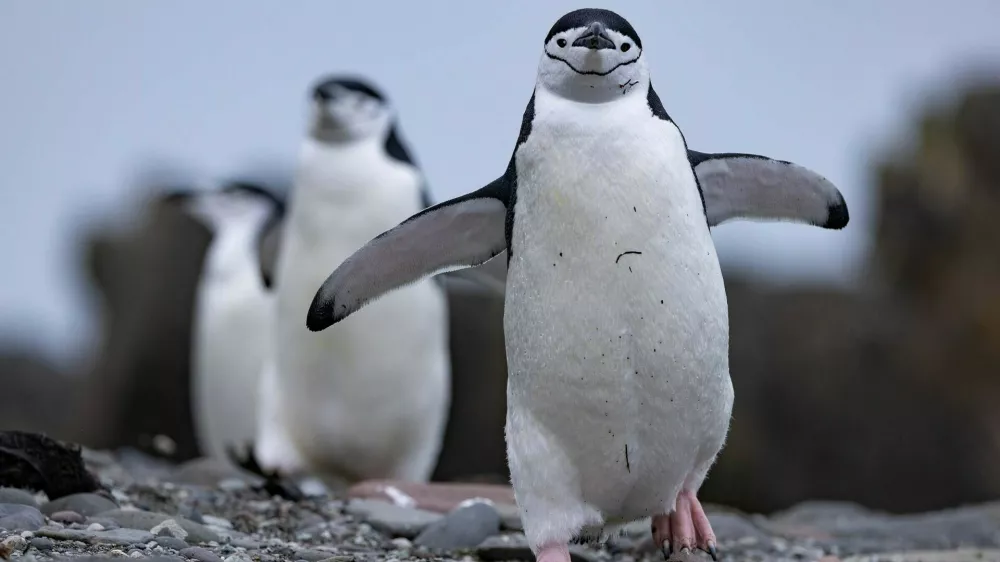 Pingvini in njih skrivnosti / Foto: National Geographic