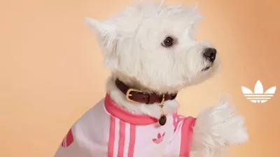 Modna oblačila za živali. F Press adidas