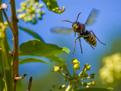 Macro shot from a flying hornet (Vespa crabro) over ivy blossoms in the sunshine. / Foto: Mickis-fotowelt
