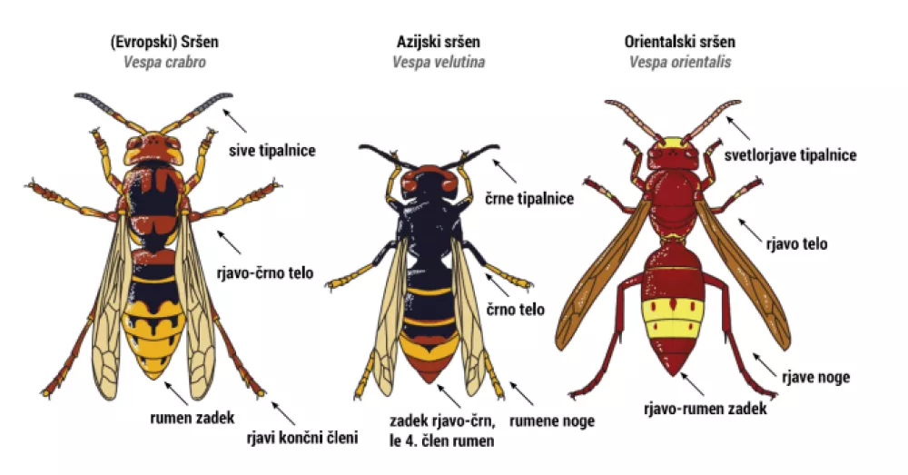 sr&scaron;eni, evropski, azijski sr&scaron;en, orientalski sr&scaron;enLIFE Artemis_evropski, azijksi in orientalski sr&scaron;en / Foto: Life Artemis Via Zavod Rs Za Varstvo Narave