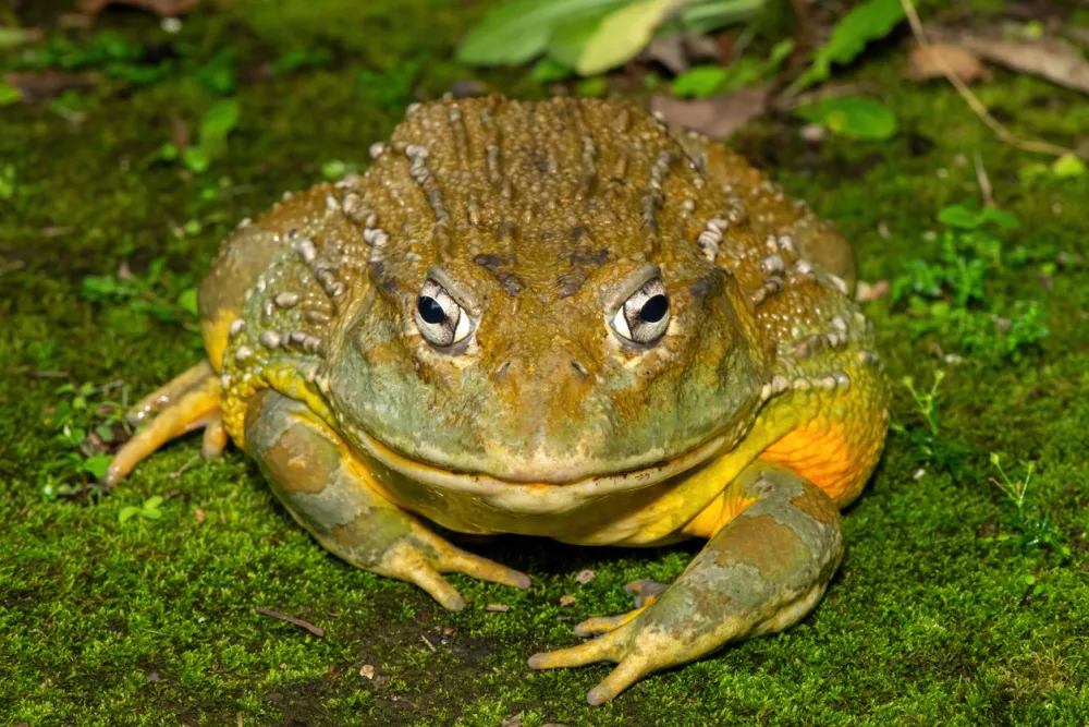 Afri&scaron;ka volovska žaba / Foto: Istock