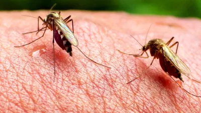 Komarji &ndash; najnevarnej&scaron;a živalska vrstaDANS L'OEIL DU MOUSTIQUE / MOSQUITOS ON THE RISEfrancoska dokumentarna oddaja, 2016