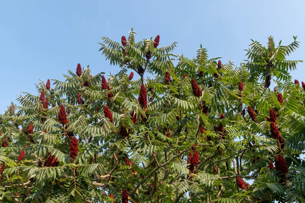 Rhus typina ali octovec, invazivna rastlina / Foto: Simona Sirio