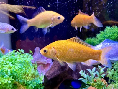zlata ribica v akvariju / Foto: Getty Images, Istock