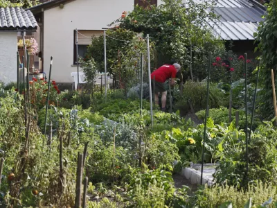 - Trnovsko predmestje Krakovo - vrtički ob Krakovski ulici. zelenjava, vrtnine.    //FOTO: Luka Cjuha