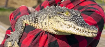 The Nile crocodile (Crocodylus niloticus) is a large, dangerous carnivorous reptile.