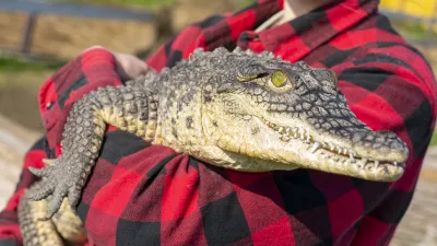 The Nile crocodile (Crocodylus niloticus) is a large, dangerous carnivorous reptile.