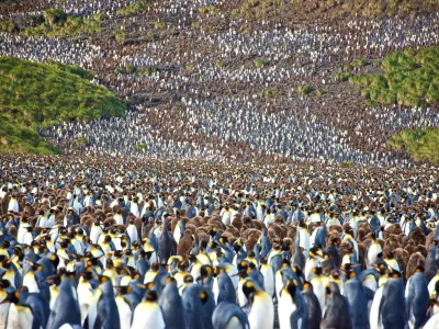 &Scaron;tudija ugotavlja, da pingvinji iztrebki ustvarjajo oblake, ki pomagajo ohladiti planet. Foto: iStock