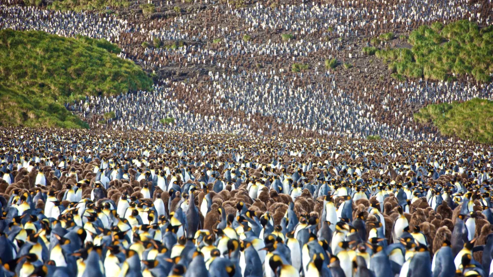 &Scaron;tudija ugotavlja, da pingvinji iztrebki ustvarjajo oblake, ki pomagajo ohladiti planet. Foto: iStock