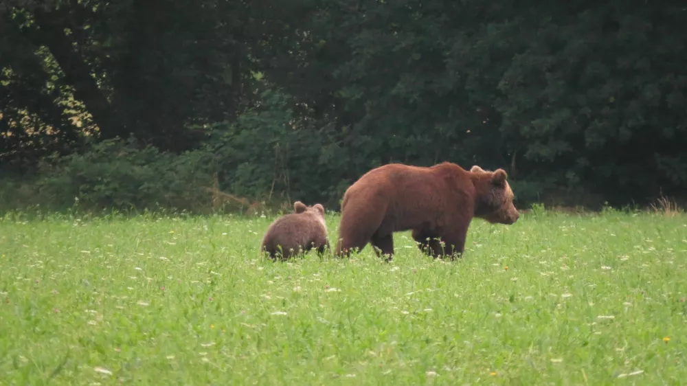 medvedka z mladičem na travniku pred gozdom