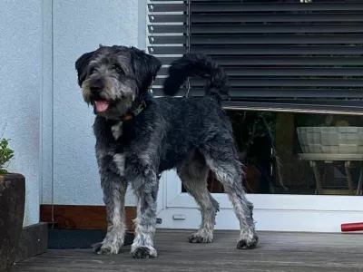 pogre&scaron;an kuža Oto