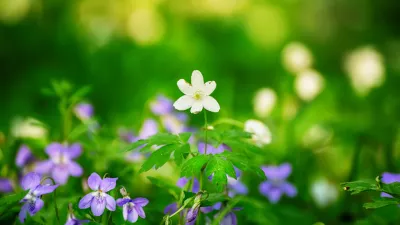 Viola reichenbachiana and white anemone. Common Violet. Small purple flowers with green leaves blooming in forest at spring