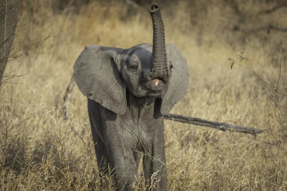 A cute African baby elephant lifting its trunk into the air, Greater Kruger. / Foto: Anna-carina Nagel