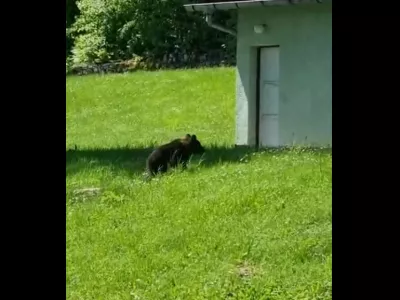 Medvedji mladič na obisku pri policistih. Vir: PU Koper, FB