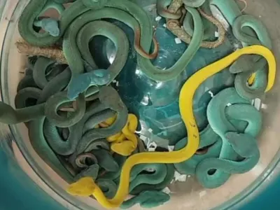 Indijski cariniki so v prtljagi na letali&scaron;ču v Mumbaju na&scaron;li 47 strupenih kač.