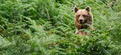 medved, medvedi, LIFE DINALP BEAR