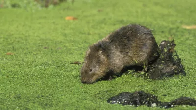 Water vole, Arvicola terrestris, single mammal by water,   Derbyshire, UK / Foto: Mikelane45