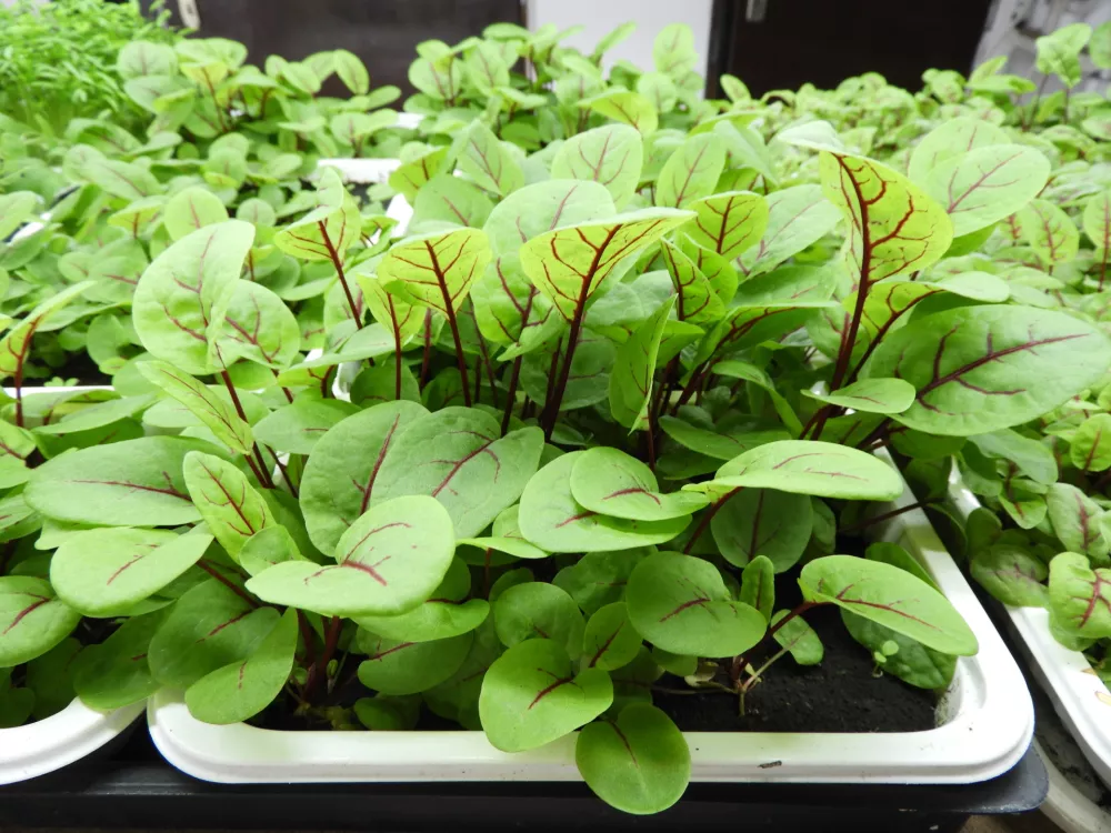 mikrozelenje &scaron;ebenik redkvica / Foto: Katja Petrovec 