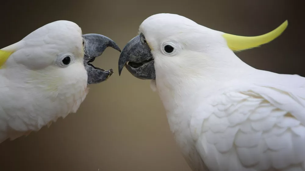 Kakaduji. Simbolična fotografija.