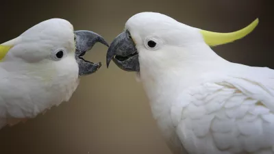 Kakaduji. Simbolična fotografija.