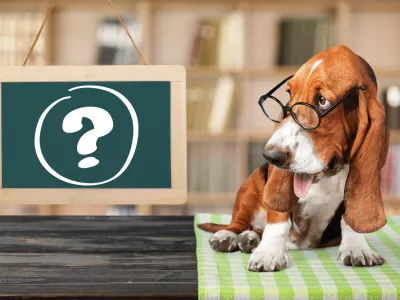 Dog question mark thoughtful advice animal answers / Foto: Artisteer