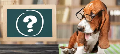 Dog question mark thoughtful advice animal answers / Foto: Artisteer