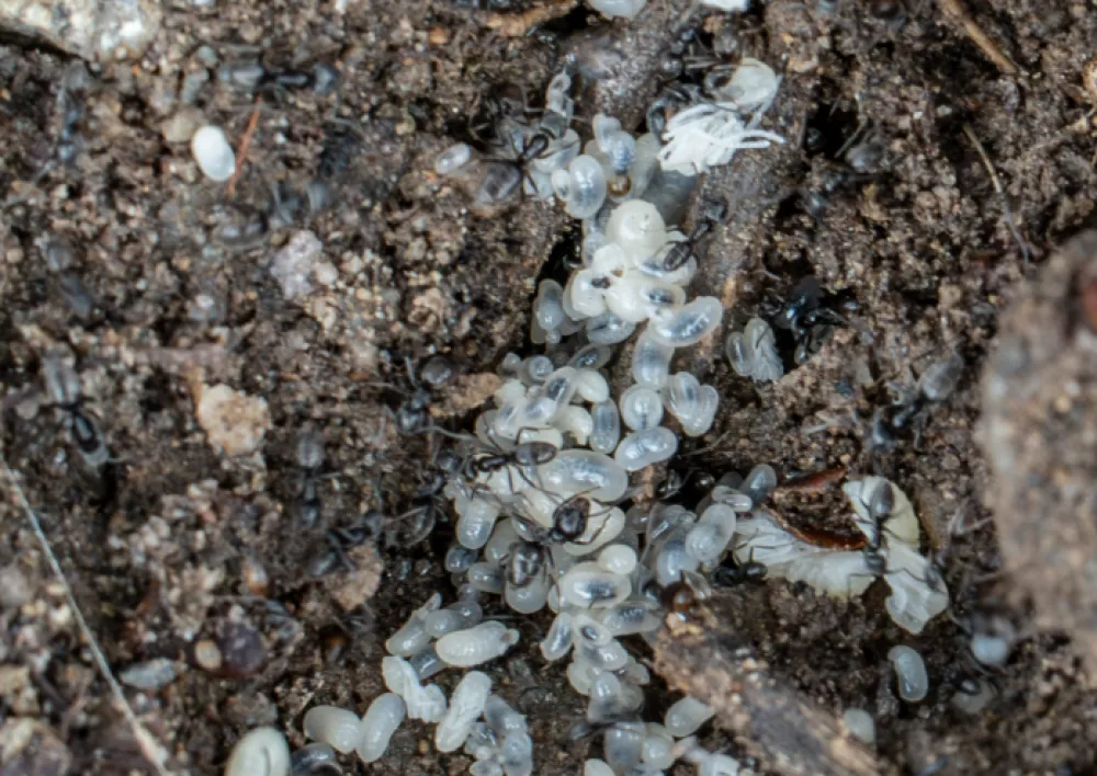 Tapinoma magnum, invazivna mravljaMravlje, črne mravlje, invazija mravelj, &scaron;kodljivci, žuželkeFoto: Uradna stran mesta Kehl v Nemčiji