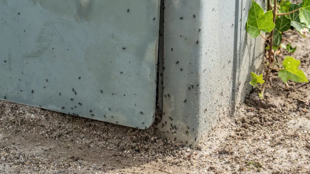 Tapinoma magnum, invazivna mravljaMravlje, črne mravlje, invazija mravelj, &scaron;kodljivci, žuželkeFoto: Uradna stran mesta Kehl v Nemčiji