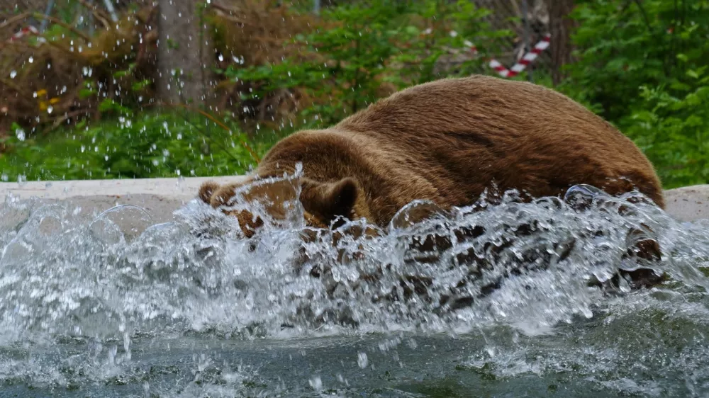 Medved FelixFoto: Four Paws