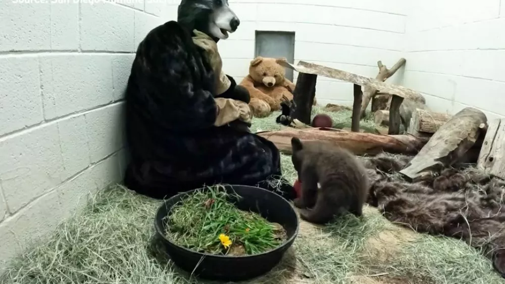 Oskrbnica Autumn se za druženje z medvedom obleče v kostum. Osirotelega mladiča hrani, se z njim igra in mu nudi toplino. 